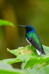 Fototapeta premium A male white-necked jacobin (Florisuga mellivora) in the tropical forest in El Oro, Ecuador