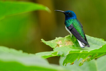 A male white-necked jacobin (Florisuga mellivora) in the tropical forest in El Oro, Ecuador