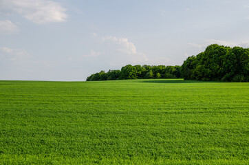 Green wheat field near the edge of the forest