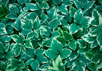 growing bushes with leaves Aegopodium podagraria in the garden