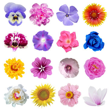 Macro photo of flowers set: rose, arnica montana, daffodil, blue periwinkle,  pansy, cactus flower, lily on a white isolated background