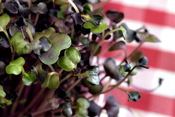 Micro green close up. Healthy food concept