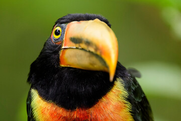 A collared aracari; pale-mandibled araçari (Pteroglossus torquatus erythropygius)