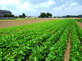 Fototapeta na wymiar 六月の郊外の枝豆畑風景