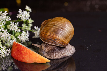 snail eats a slice of apple
