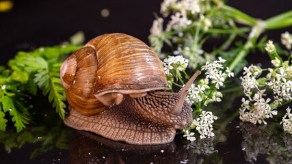 slippery snail eats white flowers