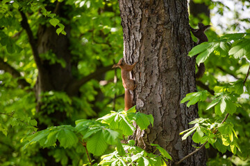 cheerful redhead squirrel on a tree