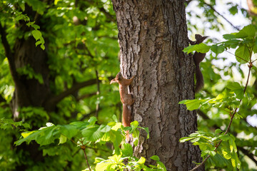 Fototapeta premium cheerful red squirrel on a tree