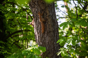 Obraz premium cheerful red squirrel on a tree