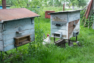 houses of bees - hive. beekeeping. apiculture concept. High quality photo