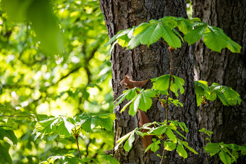 cheerful redhead squirrel on a tree