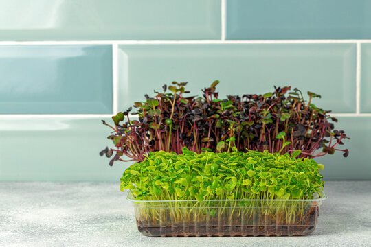 Micro Green Sprouts Growing In Tray In Kitchen Against Mint Tile Wall