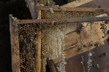 used honeycombs. houses of bees - hive. beekeeping. beekeeper. apiculture concept. High quality...
