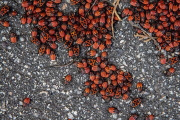 The group of firebugs close up. Bright red insects