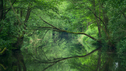 Zielony las odbity w lustrze wody. - obrazy, fototapety, plakaty