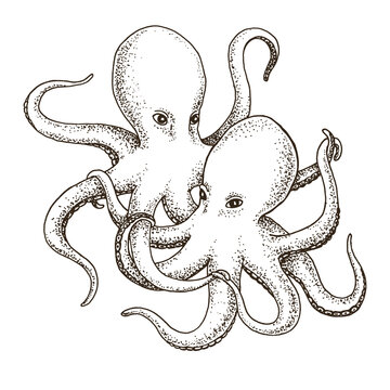 embracing octopus sketch illustration. hand drawn illustration, graphics