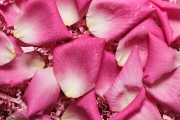 Close up of pink rose petals with water drops, beautiful romantic background