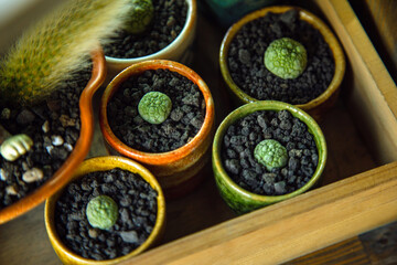 High angle view seed of round cactus in pots on a wooden tray.