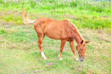 Obraz premium grazing young horse , domestic animal at the grassland 