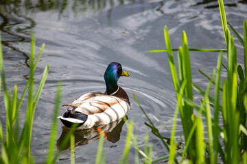 duck in the water