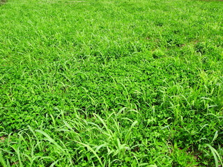 Fototapeta premium 初夏の詰草茂る野原風景