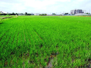 Obraz premium 初夏の郊外の青田風景