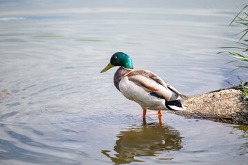 duck on the river