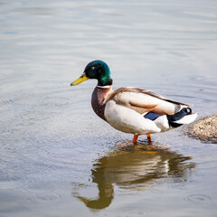 duck on a pond