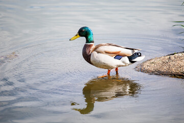 duck on the lake