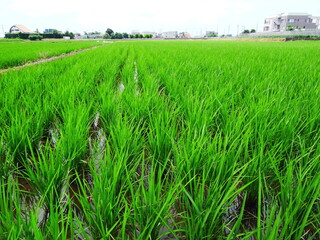 初夏の郊外の青田風景