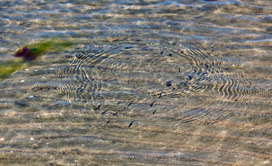 Circles of small fish in the crystal clear waters of the sea on the shore.