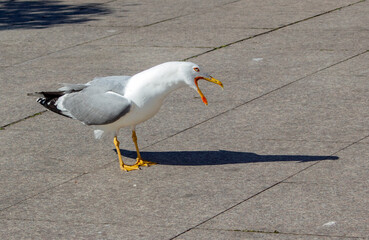A seagull with an open beak and its shadow on the sidewalk. Burgas, Bulgaria.
