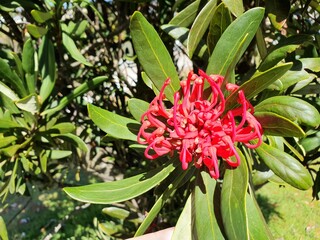 red and yellow flower