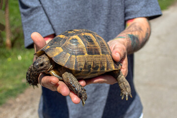A turtle found in the middle of the road in the hands of its savior.