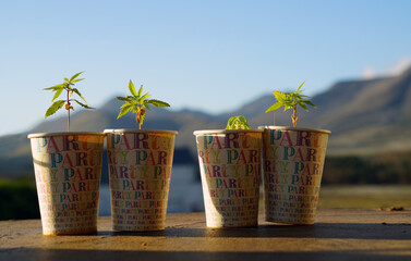 vier kleine cannabis sprösslinge auf einem Balkon mit Bergen im Hintergrund