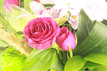 pink rose on green background