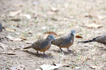 bird on a ground
