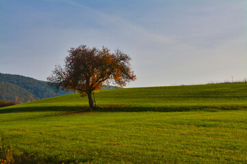 Fototapeta na wymiar Tree on a green field in the autumn