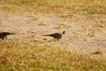 bird on a ground