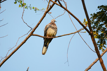 bird on a branch