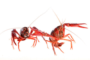 Crawfish