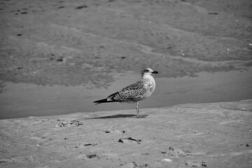 herring gull on amrum beach