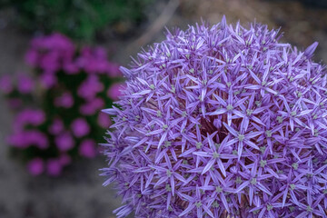 close up of a purple flower