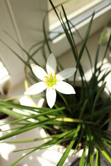 Белый Домашний цветок