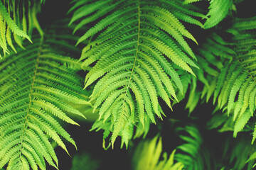 green fern leaves petals background. Vibrant green foliage. Tropical leaf. Exotic forest plant. Botany concept. Ferns jungles close up. jungle atmosphere and calm zen meditation