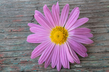 Pink flower on a wooden peeling background.
