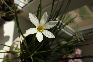 Домашний цветок белого цвета