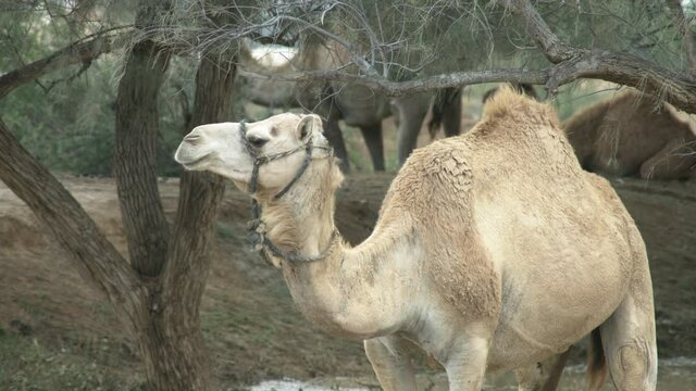 Camels in the Desert