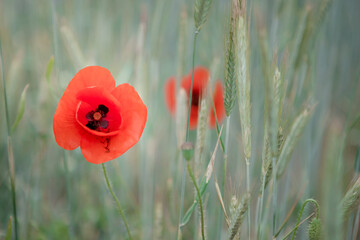 red poppy in the field