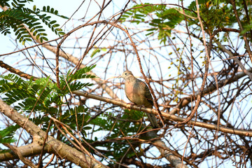 bird on a branch